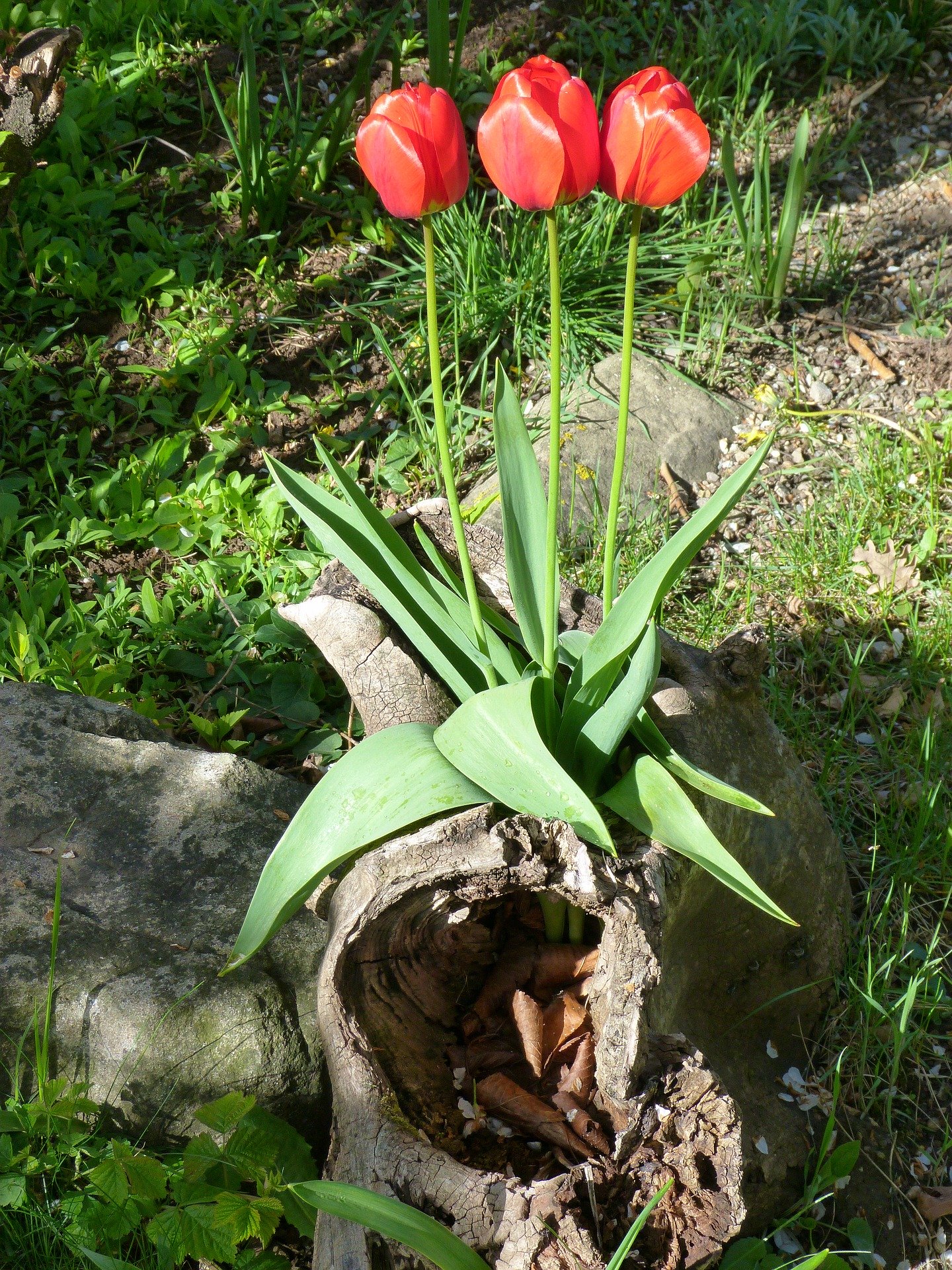 A Throuple of Red Tulips